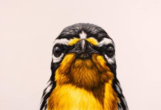 Yellow-throated Warbler: Study for Audubon Mural Project at 560 West 157th St.