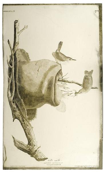 Copperplate for House Wren (Troglodytes aedon) Havell Plate no. 83, from John J. Audubon's series "Birds of America"