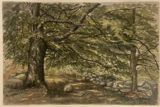 Landscape with Beech Trees, Nyack, New York