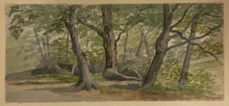 Landscape with Tree Trunks