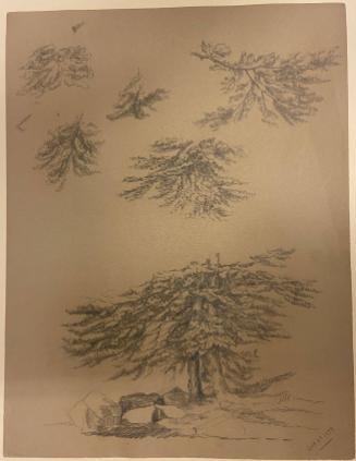 Study of Pine Trees with Five Studies of Pine Boughs