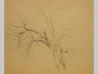 Study of Tree Branches, Scarsdale