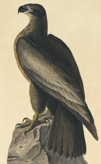 Bald Eagle (Haliaeetus leucocephalus), Study for Havell pl. 11