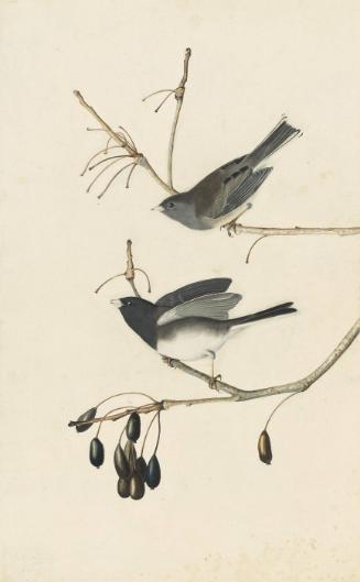 Dark-eyed Junco (Junco hyemalis), Study for Havell pl. 13