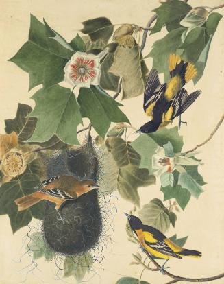 Baltimore Oriole (Icterus galbula), Study for Havell pl. 12