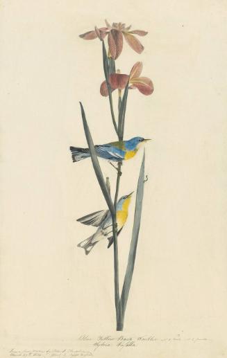 Northern Parula (Setophaga americana), Study for Havell pl. 15