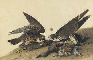 Peregrine Falcon (Falco peregrinus), Study for Havell pl. 16