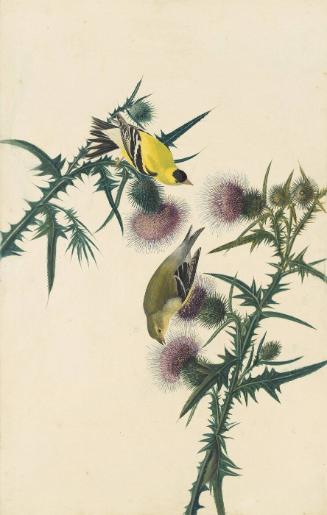 American Goldfinch (Spinus tristis), Study for Havell pl. 33
