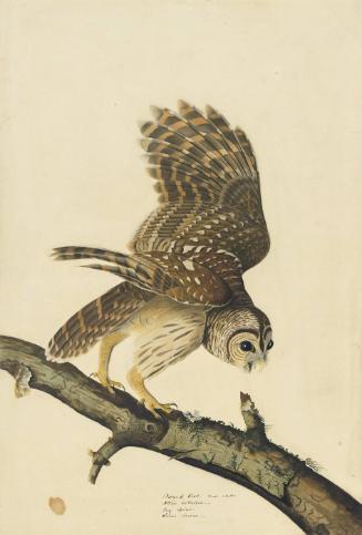 Barred Owl (Strix varia), Study for Havell pl. 46