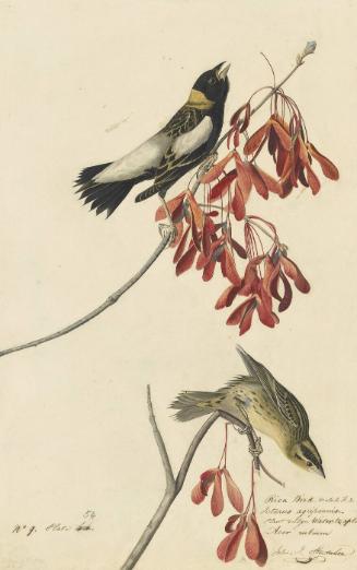 Bobolink (Dolichonyx oryzivorus), Study for Havell pl. 54