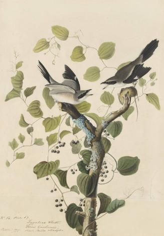 Loggerhead Shrike (Lanius ludovicianus), Study for Havell pl. 57