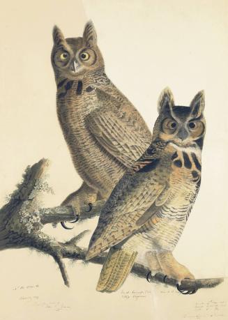 Great Horned Owl (Bubo virginianus), Study for Havell pl. 61