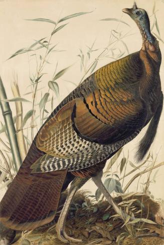 Wild Turkey (Meleagris gallopavo), Study for Havell pl. 1