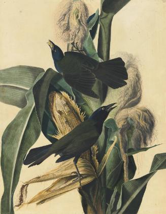 Common Grackle (Quiscalus quiscula), Study for Havell pl. 7