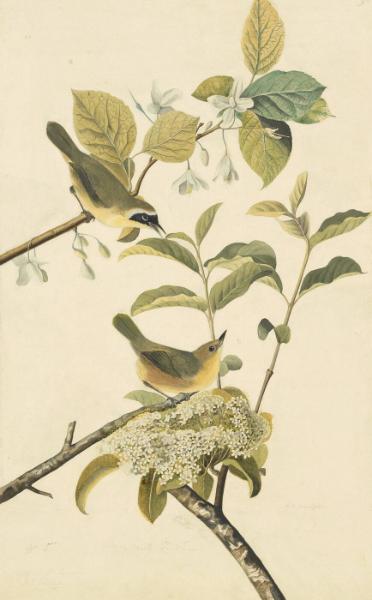 Common Yellowthroat (Geothlypis trichas), Study for Havell pl. 23