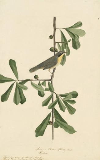 Common Yellowthroat (Geothlypis trichas), Study for Havell pl. 24