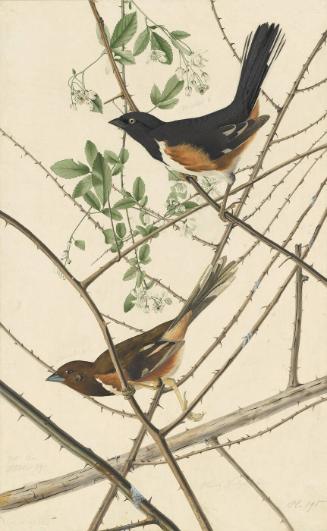 Eastern Towhee (Pipilo erythrophthalmus), Study for Havell pl. 29