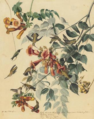 Ruby-throated Hummingbird (Archilochus colubris), Study for Havell pl. 47