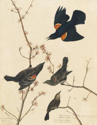 Red-winged Blackbird (Agelaius phoeniceus), Study for Havell pl. 67