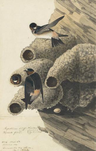 Cliff Swallow (Petrochelidon pyrrhonota), Study for Havell pl. 68