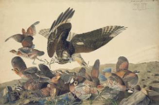 Northern Bobwhite (Colinus virginianus) and Red-shouldered Hawk (Buteo lineatus), Study for Havell pl. 76