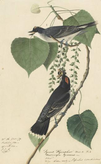 Eastern Kingbird (Tyrannus tyrannus), Study for Havell pl. 79