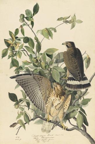Broad-winged Hawk (Buteo platypterus), Study for Havell pl. 91