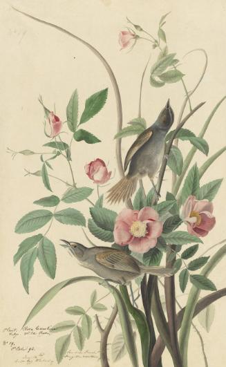 Seaside Sparrow (Ammodramus maritimus), Study for Havell pl. 93