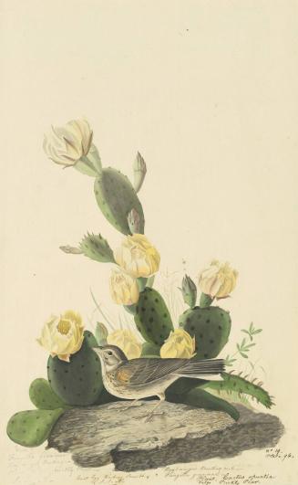 Vesper Sparrow (Pooecetes gramineus), Study for Havell pl. 94