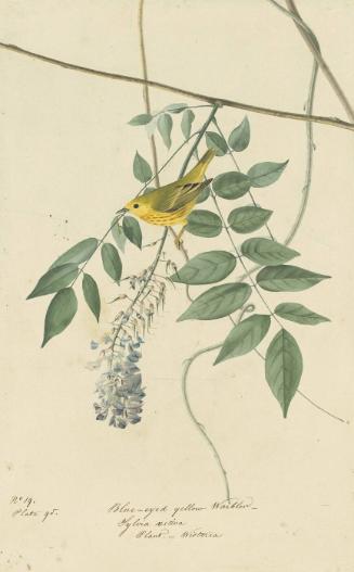 Yellow Warbler (Setophaga petechia), Study for Havell pl. 95