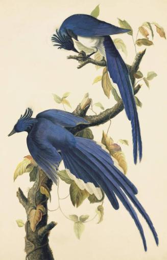 Black-throated Magpie-Jay (Calocitta colliei), Study for Havell pl. 96, with a sketch of a bill