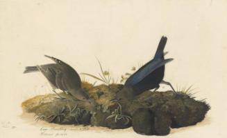 Brown-headed Cowbird (Molothrus ater), Study for Havell pl. 99