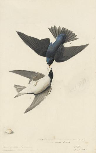 Tree Swallow (Tachycineta bicolor), Study for Havell pl. 98 (variantly numbered pl. 100 as in N-YHS copy); sketches of an egg and a feather