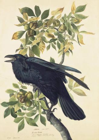 Common Raven (Corvus corax), Study for Havell pl. 101