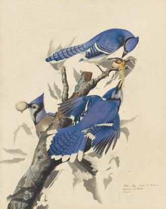 Blue Jay (Cyanocitta cristata), Study for Havell pl. 102