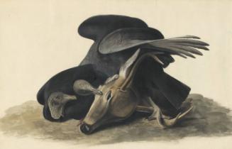 Black Vulture (Coragyps atratus), Study for Havell pl. 106