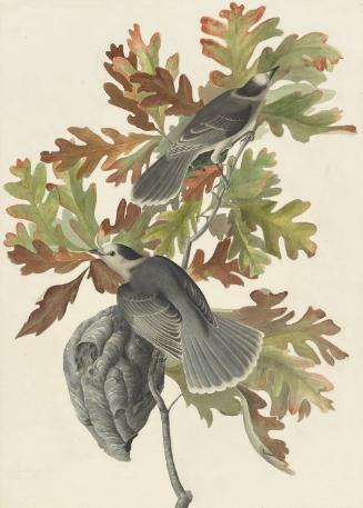 Gray Jay (Perisoreus canadensis), Study for Havell pl. 107