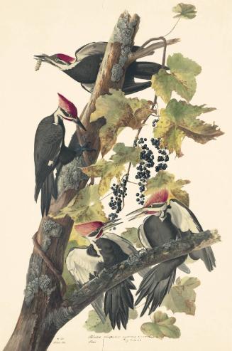 Pileated Woodpecker (Dryocopus pileatus), Study for Havell pl. 111