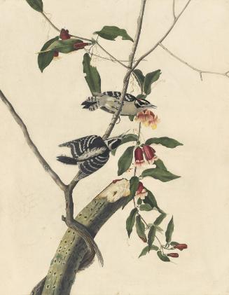 Downy Woodpecker (Picoides pubescens), Study for Havell pl. 112