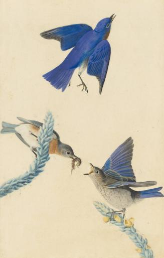 Eastern Bluebird (Sialia sialis), Study for Havell pl. 113