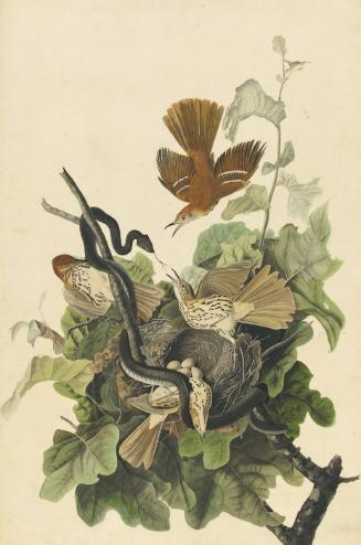 Brown Thrasher (Toxostoma rufum), Study for Havell pl. 116