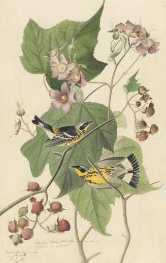 Magnolia Warbler (Setophaga magnolia), Study for Havell pl. 123