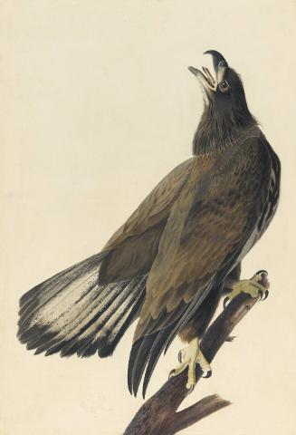 Bald Eagle (Haliaeetus leucocephalus), Study for Havell pl. 126
