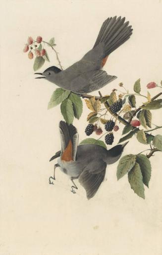 Gray Catbird (Dumetella carolinensis), Study for Havell pl. 128
