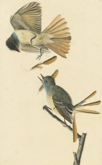 Great Crested Flycatcher (Myiarchus crinitus), Study for Havell pl. 129