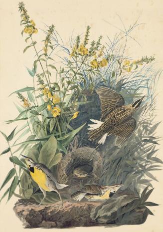 Eastern Meadowlark (Sturnella magna), Study for Havell pl. 136