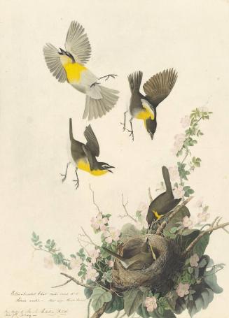 Yellow-breasted Chat (Icteria virens), Study for Havell pl. 137