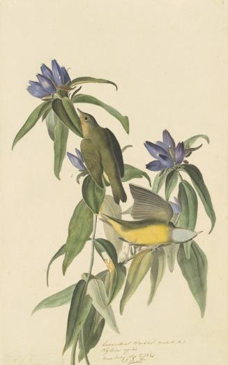 Connecticut Warbler (Oporornis agilis), Study for Havell pl. 138