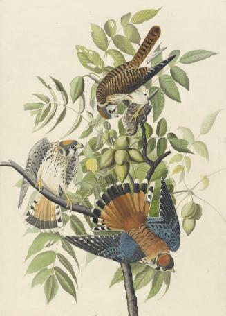 American Kestrel (Falco sparverius), Study for Havell pl. 142