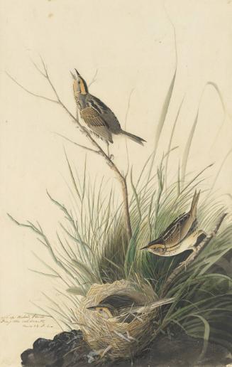 Saltmarsh Sparrow (Ammodramus caudacutus), Study for Havell pl. 149